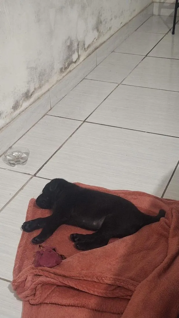 Cachorro raça Poodle idade Abaixo de 2 meses nome Luf