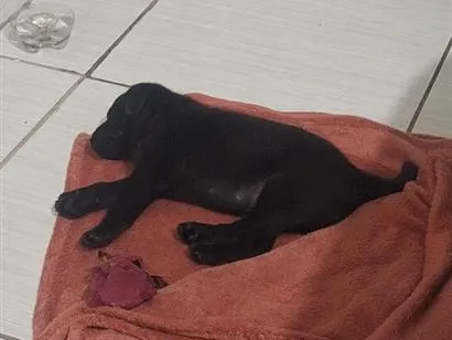 Cachorro raça Poodle idade Abaixo de 2 meses nome Luf