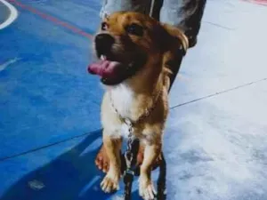 Cachorro raça SRD-ViraLata idade 1 ano nome Thor