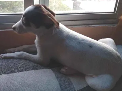 Cachorro raça SRD-ViraLata idade 7 a 11 meses nome Zulú 