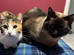 Gato raça Siamês idade 5 anos nome Millow e Lolita 