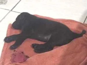Cachorro raça Poodle idade Abaixo de 2 meses nome Luf