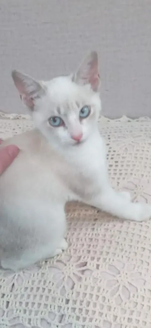 Gato raça SRD-ViraLata idade Abaixo de 2 meses nome Sem nome