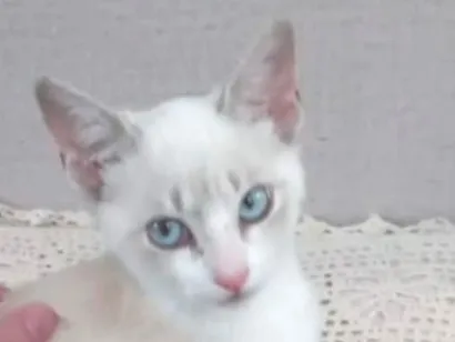 Gato raça SRD-ViraLata idade Abaixo de 2 meses nome Sem nome