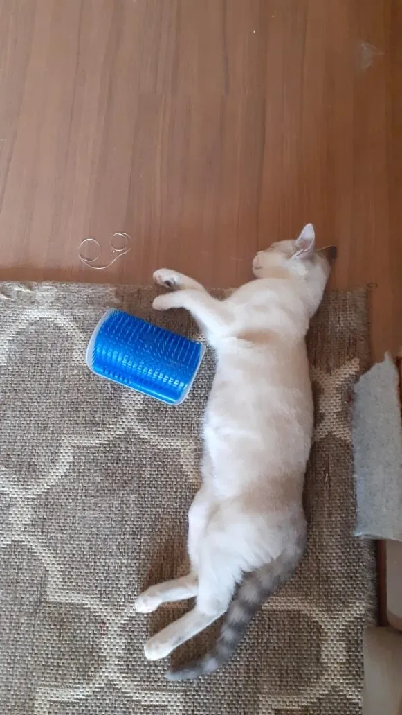 Gato raça SRD-ViraLata idade Abaixo de 2 meses nome Sem nome