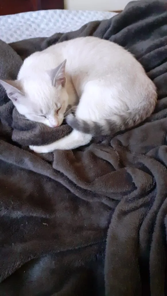 Gato raça SRD-ViraLata idade Abaixo de 2 meses nome Sem nome