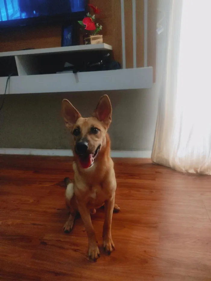 Cachorro raça SRD-ViraLata idade 7 a 11 meses nome Dexter