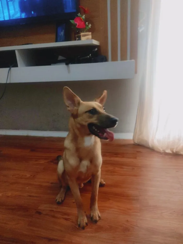 Cachorro raça SRD-ViraLata idade 7 a 11 meses nome Dexter
