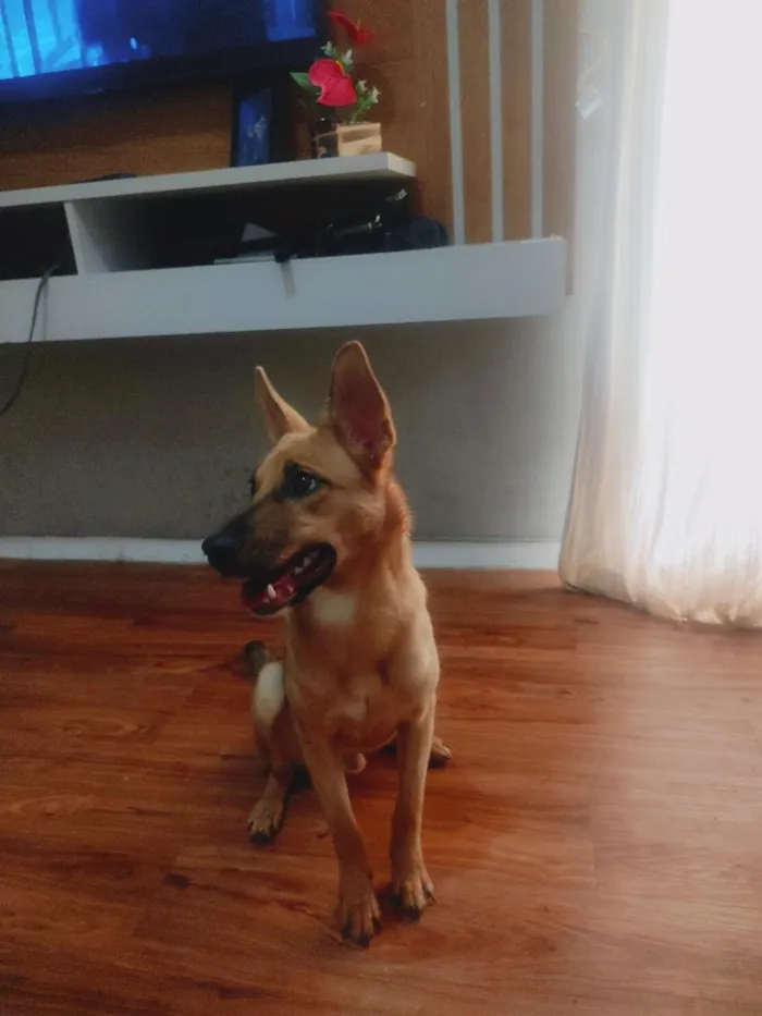 Cachorro raça SRD-ViraLata idade 7 a 11 meses nome Dexter