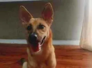 Cachorro raça SRD-ViraLata idade 7 a 11 meses nome Dexter