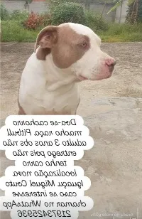 Cachorro raça Pit-Bull idade 3 anos nome Jack 