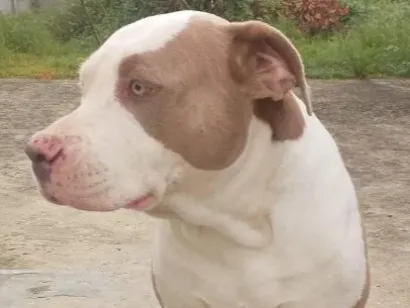 Cachorro raça Pit-Bull idade 3 anos nome Jack 