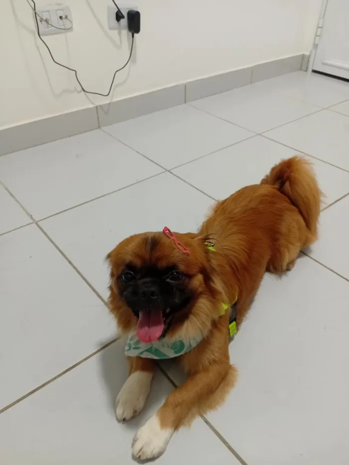 Cachorro raça SRD-ViraLata idade 2 anos nome Beethoven 
