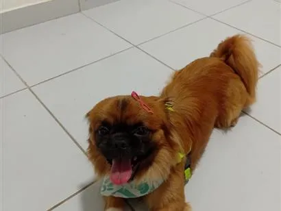 Cachorro raça SRD-ViraLata idade 2 anos nome Beethoven 