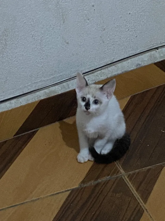 Gato raça SRD-ViraLata idade 2 a 6 meses nome Romeo