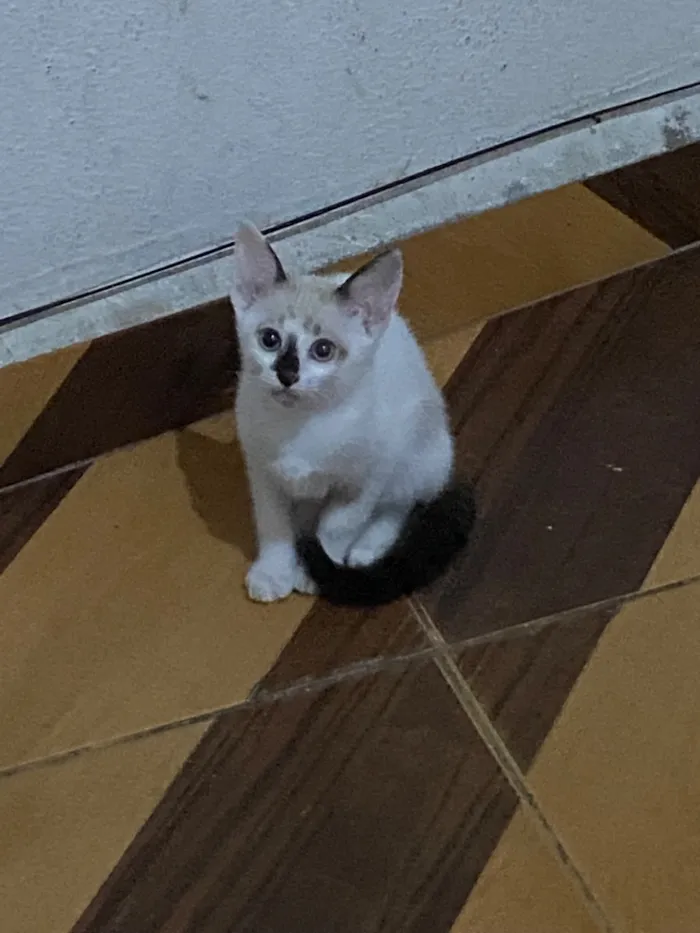Gato raça SRD-ViraLata idade 2 a 6 meses nome Romeo