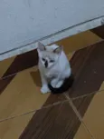 Romeo