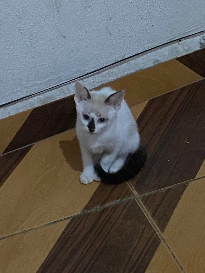 Gato raça SRD-ViraLata idade 2 a 6 meses nome Romeo
