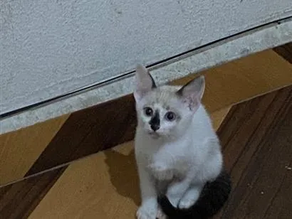 Gato raça SRD-ViraLata idade 2 a 6 meses nome Romeo
