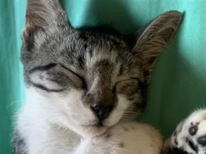 Gato raça SRD-ViraLata idade 2 a 6 meses nome Lala