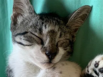 Gato raça SRD-ViraLata idade 2 a 6 meses nome Lala