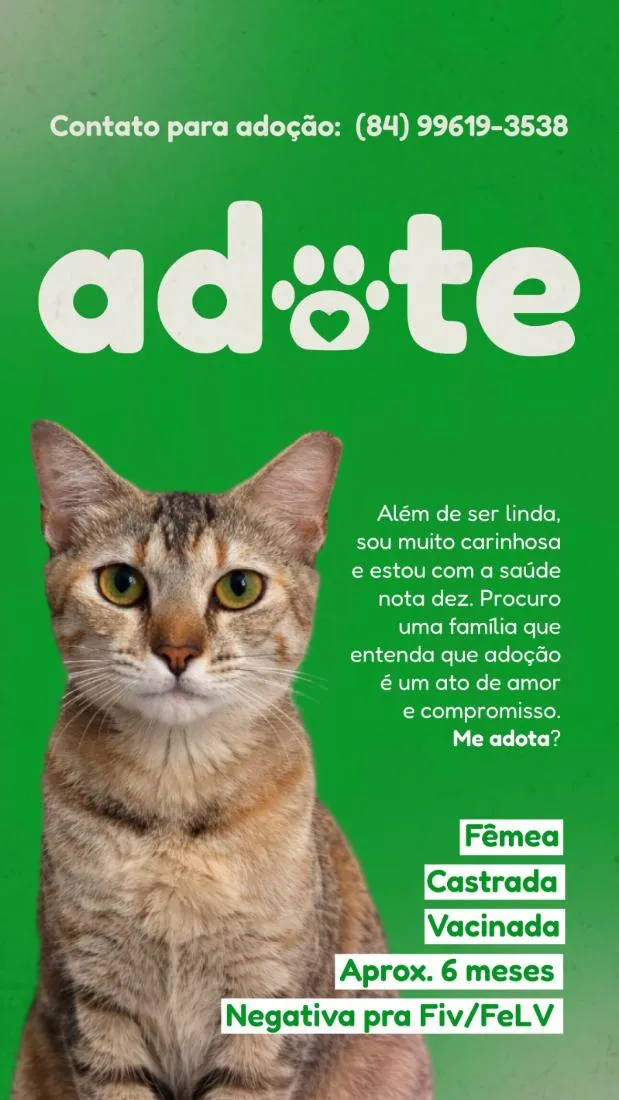 Gato raça SRD-ViraLata idade 2 a 6 meses nome Merida