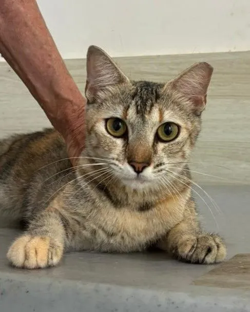 Gato raça SRD-ViraLata idade 2 a 6 meses nome Merida