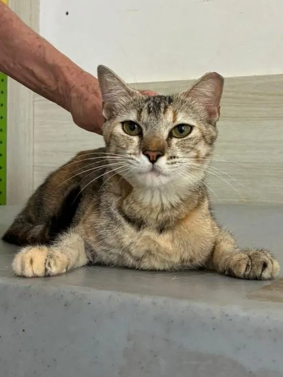 Gato raça SRD-ViraLata idade 2 a 6 meses nome Merida