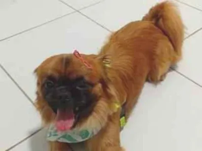 Cachorro raça SRD-ViraLata idade 2 anos nome Beethoven 