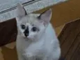 Romeo