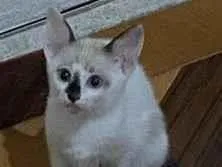 Gato raça SRD-ViraLata idade 2 a 6 meses nome Romeo