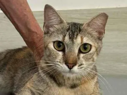 Gato raça SRD-ViraLata idade 2 a 6 meses nome Merida