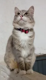 Gato raça SRD-ViraLata idade 1 ano nome MIMICA
