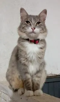 Gato raça SRD-ViraLata idade 1 ano nome MIMICA