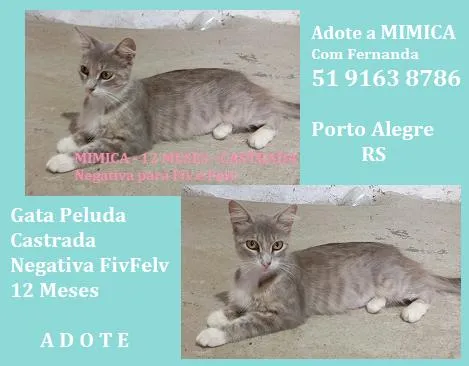 Gato raça SRD-ViraLata idade 1 ano nome MIMICA