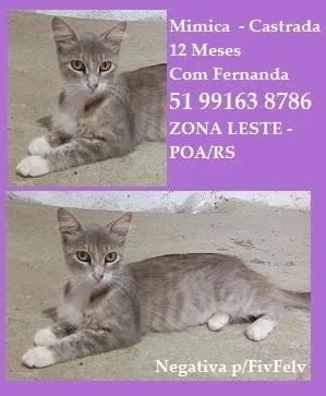 Gato raça SRD-ViraLata idade 1 ano nome MIMICA