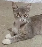 Gato raça SRD-ViraLata idade 1 ano nome MIMICA