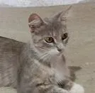 Gato raça SRD-ViraLata idade 1 ano nome MIMICA