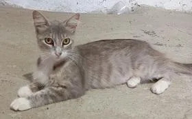 Gato raça SRD-ViraLata idade 1 ano nome MIMICA