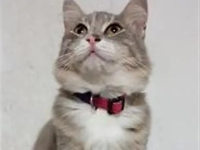 Gato raça SRD-ViraLata idade 1 ano nome MIMICA