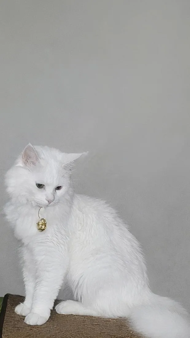 Gato raça Persa idade 7 a 11 meses nome amelie