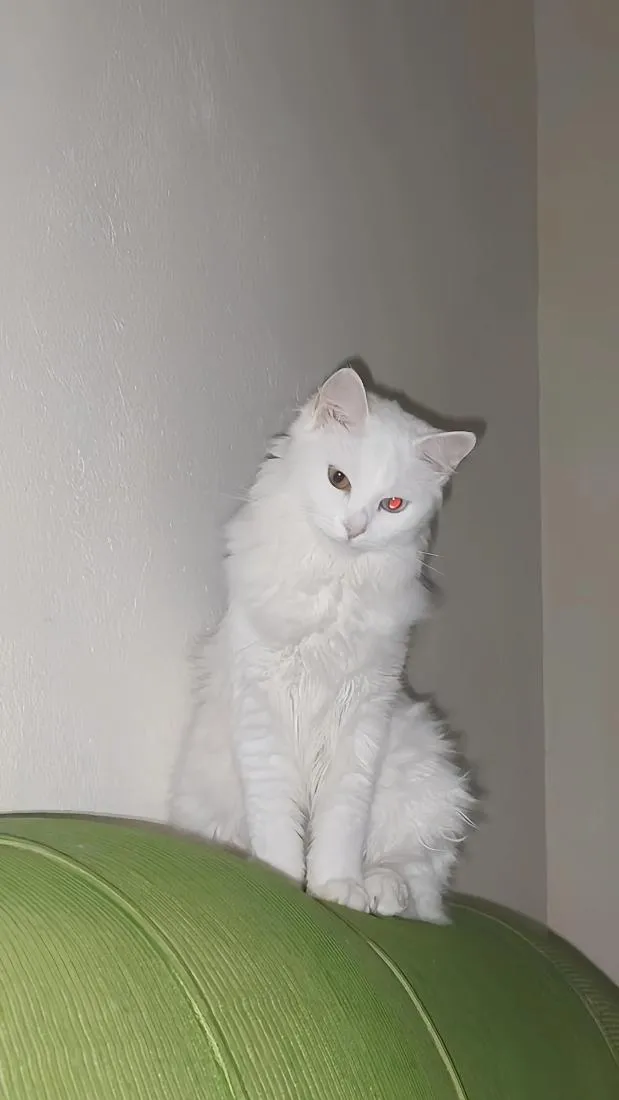 Gato raça Persa idade 7 a 11 meses nome amelie