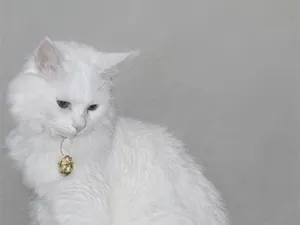 Gato raça Persa idade 7 a 11 meses nome amelie