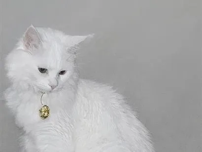 Gato raça Persa idade 7 a 11 meses nome amelie
