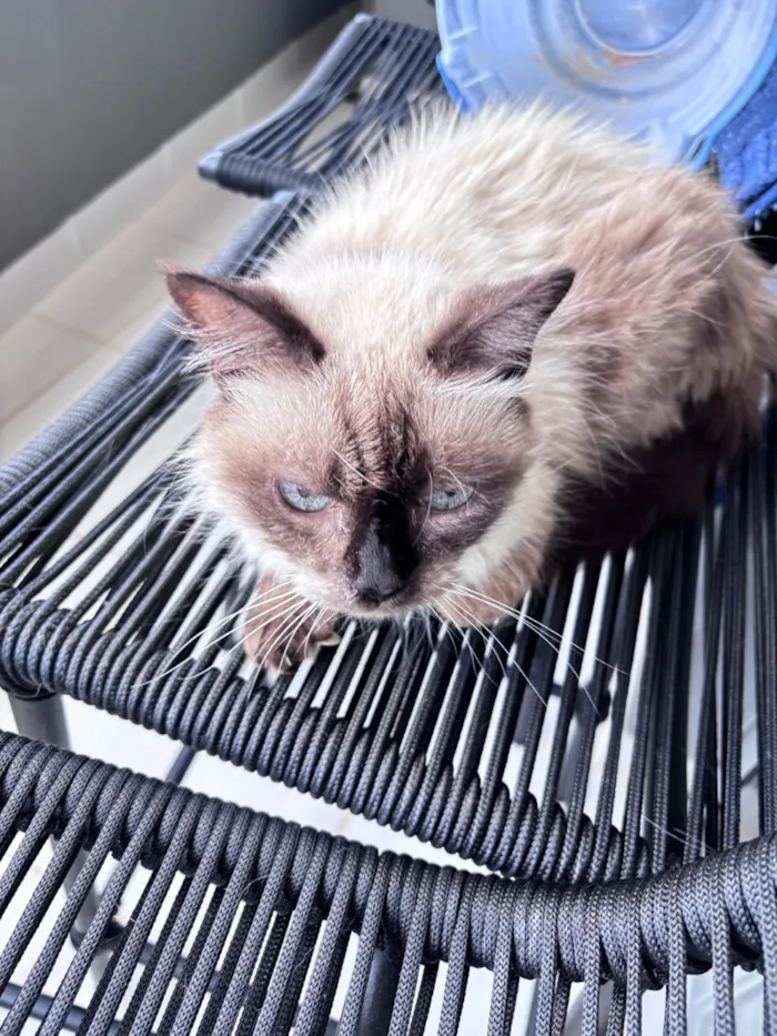 Gato raça SRD-ViraLata idade 2 a 6 meses nome Estrela
