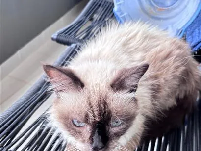Gato raça SRD-ViraLata idade 2 a 6 meses nome Estrela