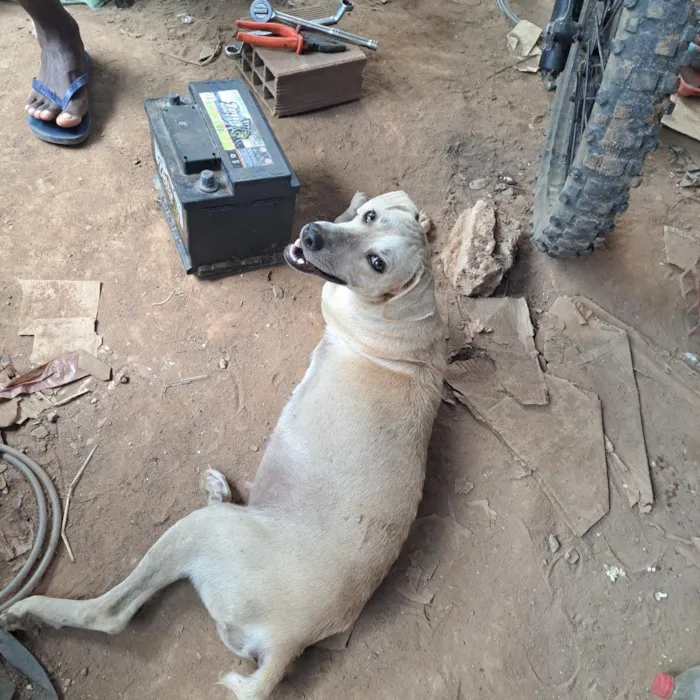 Cachorro raça SRD-ViraLata idade 1 ano nome Joelma