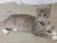 Gato raça SRD-ViraLata idade 1 ano nome MIMICA