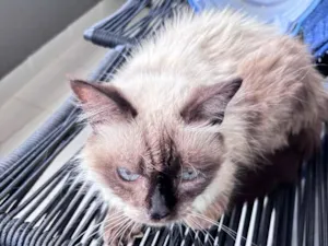 Gato raça SRD-ViraLata idade 2 a 6 meses nome Estrela