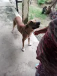 Caramelo 